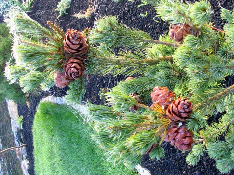 Wykonywanie ogrodów